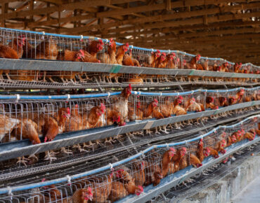 poultry layer farm in Kaduna